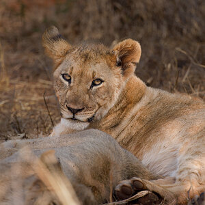 Lion Cub- -Aren't I cute--.jpg