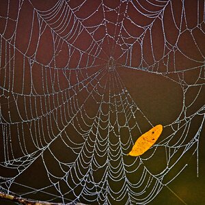 Dewey spider web at Brazos Bend State Park