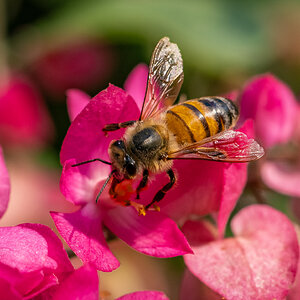 Honey bee on Coral Vine, San Antonio