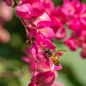 Honey bee on Coral Vine, San Antonio