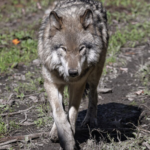 R5_C2910 Wolf.jpg