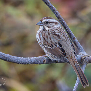 R7_B9729 Savannah Sparrow-Enhanced-NR.jpg