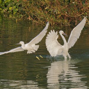 egrets.jpg