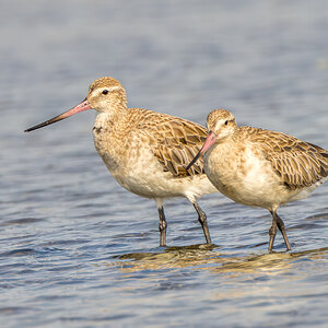 godwit-bt-0001-e-2000px.jpg