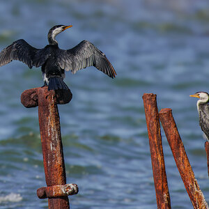 cormorant-pied-026-d-2000px.jpg