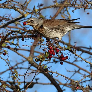 Fieldfare9.JPG