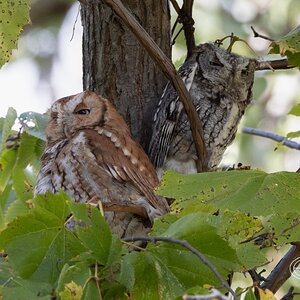 R7_B9388 Screech Owls-Edit.jpg