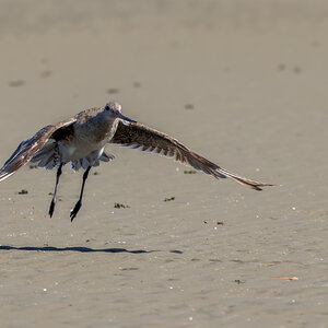 godwit-bt-bif-0001-c-2000px.jpg