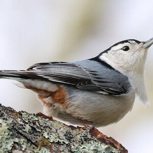 White Breasted Nuthatch.JPG