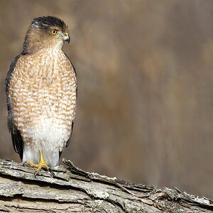 SharpposingSShinnedHawk3Small.jpg