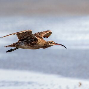 curlew-fe-bif-land-a-09-b-2000px.jpg