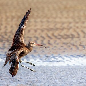 curlew-fe-bif-land-a-25-b-2000px.jpg