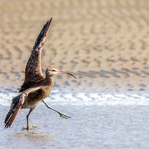 curlew-fe-bif-land-a-28-b-2000px.jpg