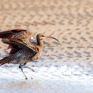 curlew-fe-bif-land-a-38-b-2000px.jpg