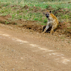 Hyena by the side of the road. Hitching a ride-.jpg