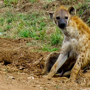 Spotted Hyena-2.jpg