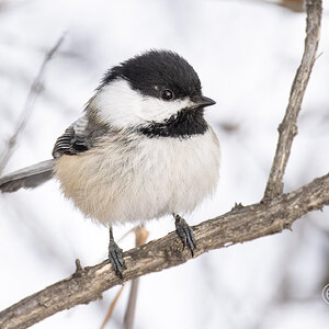 R5_A1443 Chickadee.jpg