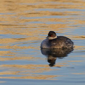 Black-necked grebe