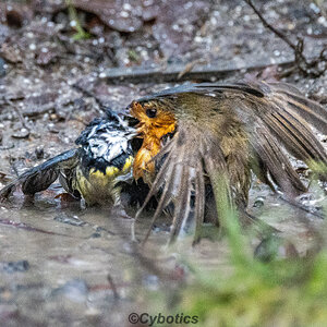 ASBO Robin