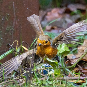 ASBO Robin