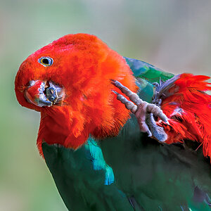 parrot-king-scratch-01-c-2000px.jpg