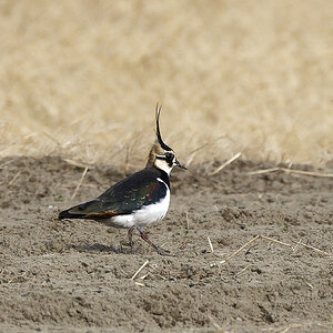 Northern Lapwing