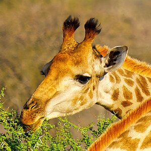 Beautiful Giraffe Face.jpg