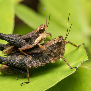 M2_G6130 Grasshoppers.jpg
