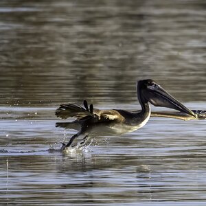 2024-005-004 winter birds-Edit.jpg