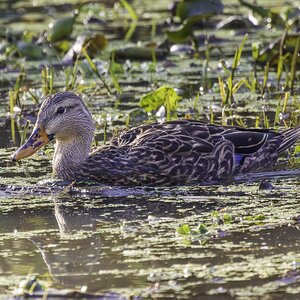 2024-005-006 winter birds-Enhanced-NR.jpg