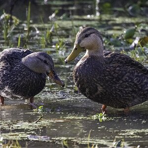 2024-005-017 winter birds.jpg