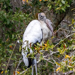 Wood Stork - Oatland Island.jpg