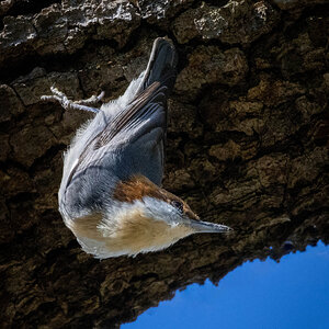 Brown-headed Nuthatch - Skidaway Island SP.jpg