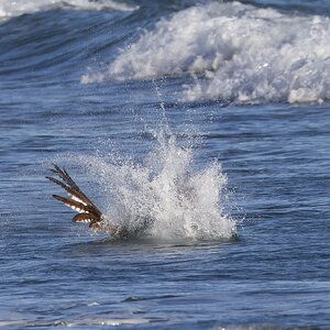 osprey3.jpg