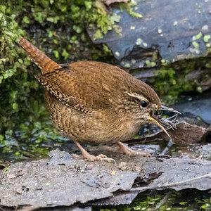 Wren