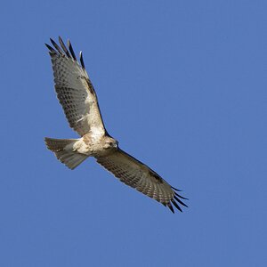 Japanese Buzzard