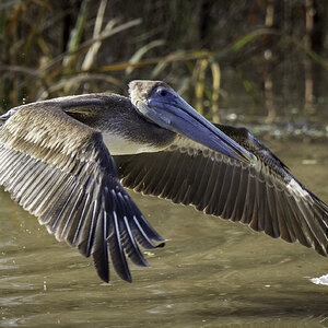 2024-005-114 winter birds.jpg