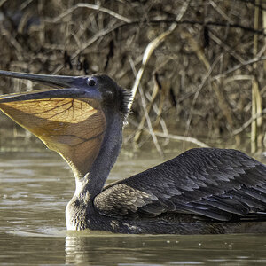 2024-005-125 winter birds.jpg