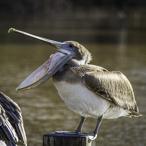 2024-005-197 winter birds.jpg