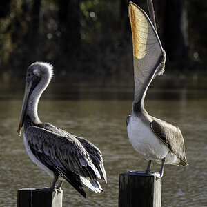 2024-005-198 winter birds.jpg