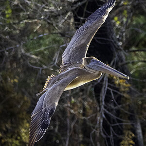 2024-005-214 winter birds.jpg