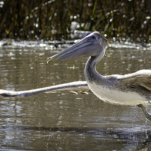 2024-005-253 winter birds.jpg