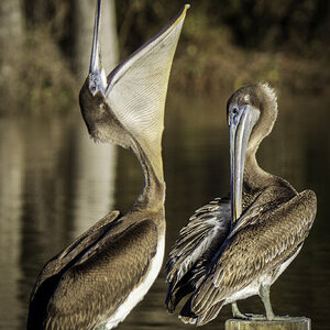 2024-005-295 Winter birds.jpg