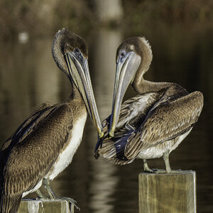 2024-005-310 Winter birds.jpg