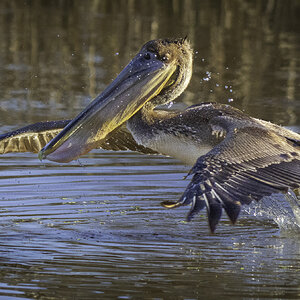 2024-005-356 Winter birds.jpg