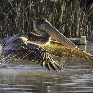 2024-005-404 Winter birds.jpg