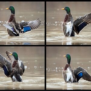 Mallard flapping wings.jpg