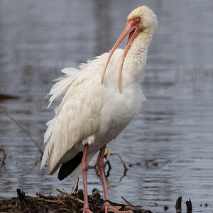 R7_C1020 White Ibis.jpg