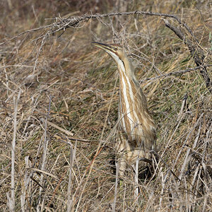 R7_C1235 Bittern.jpg