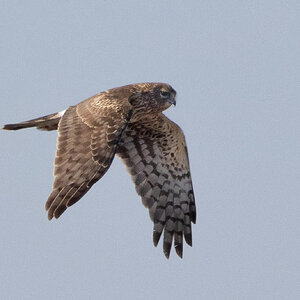 R7_C0823 Northern Harrier.jpg